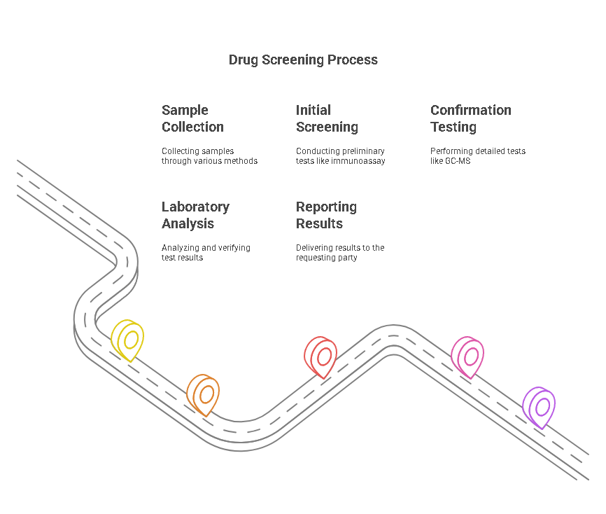 Step-by-Step Process of Drug Screening